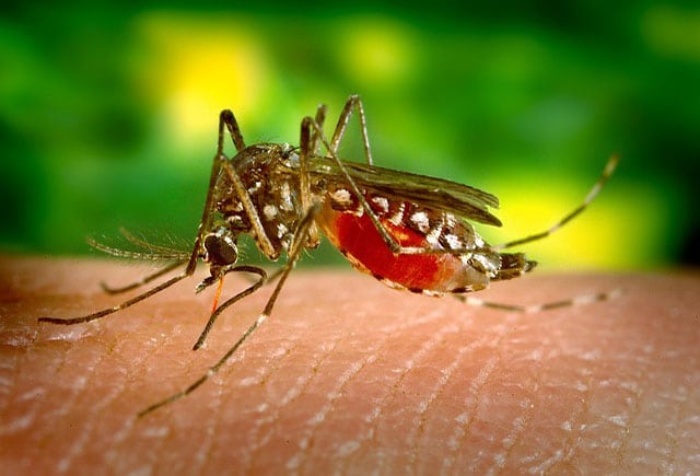 Mosquito Control Mobile Alabama