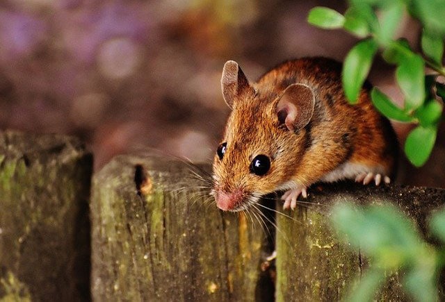 Rodent Control Mobile AL: mice, rats, etc. Axis, Creola, Mobile County AL, Baldwin County AL, nearby