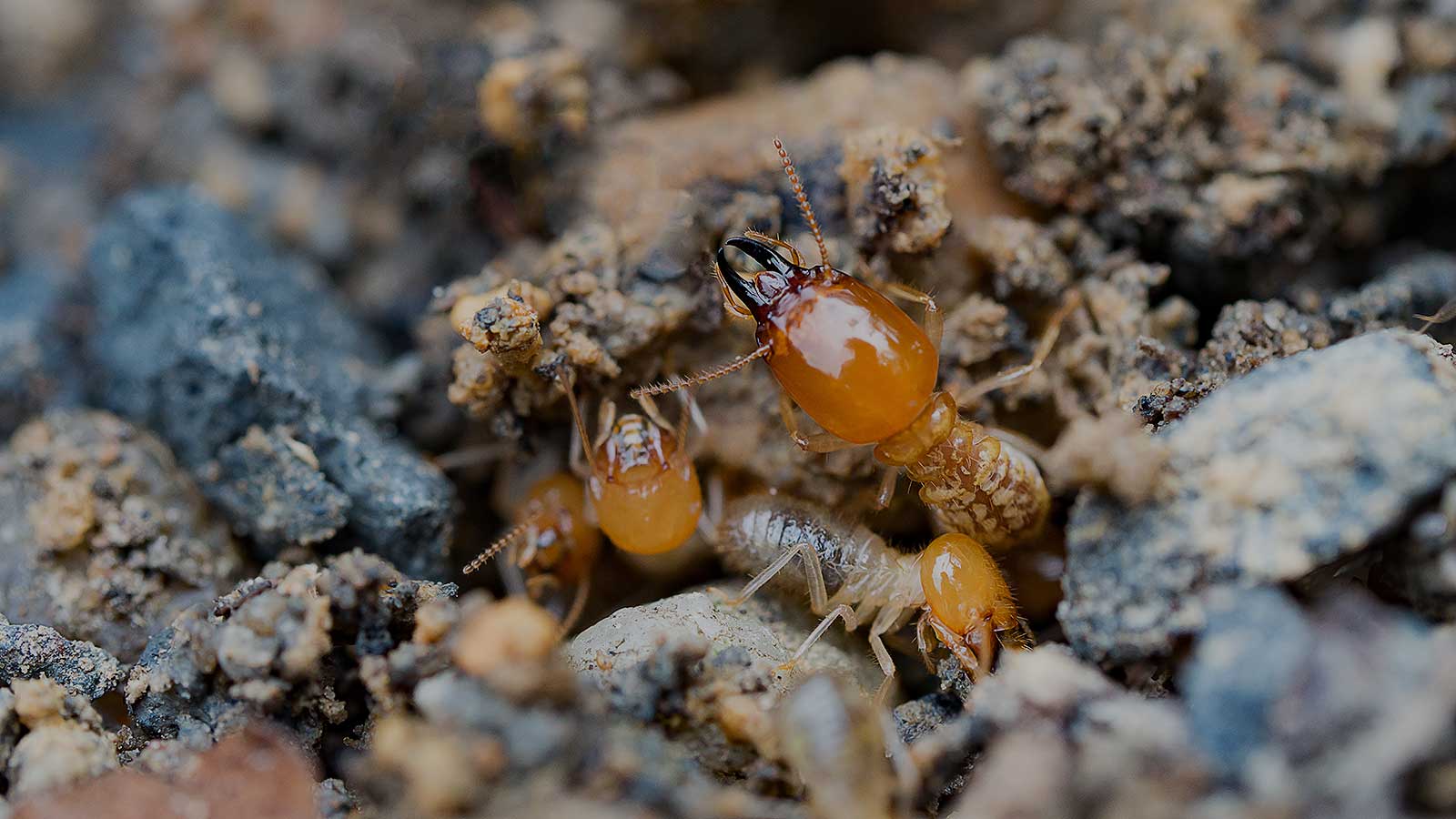 Termite Control Mobile Alabama