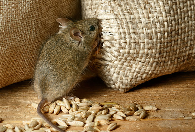 What Is The Most Effective Rodent Control?