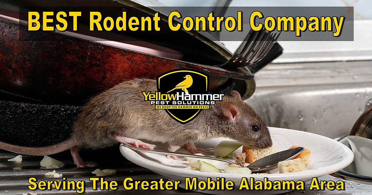 Where Do Rats Live? - Advanced Pest Control of Alabama Blog