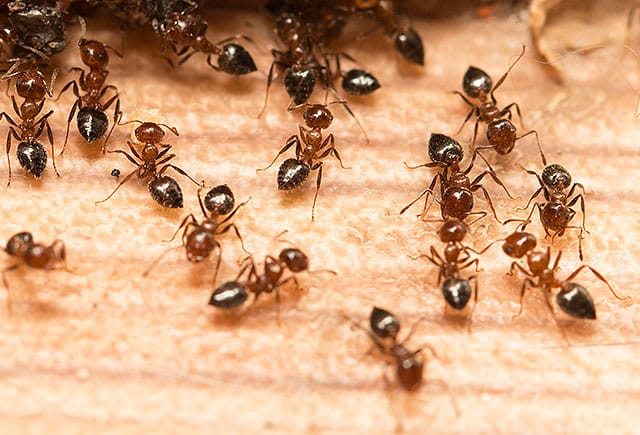 Ant Extermination Mobile AL